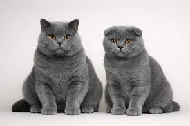 Британская кошка